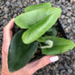 Heart Fern Hanging Basket - Live Plant in a 4 Inch Hanging Pot - Hemionitis Arifolia - Extremely Rare and Exotic Ferns from Florida