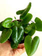 Heart Fern Hanging Basket - Live Plant in a 4 Inch Hanging Pot - Hemionitis Arifolia - Extremely Rare and Exotic Ferns from Florida