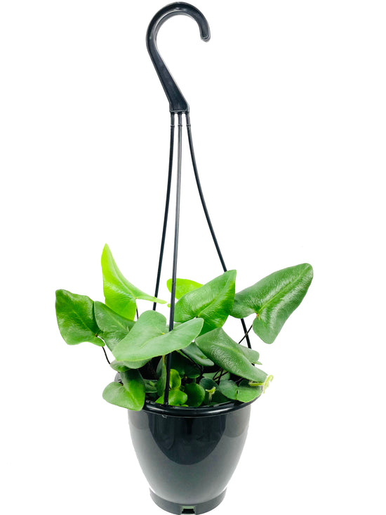 Heart Fern Hanging Basket - Live Plant in a 4 Inch Hanging Pot - Hemionitis Arifolia - Extremely Rare and Exotic Ferns from Florida