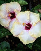 Hibiscus Big KahunaTree - Live Plant in a 3 Gallon Pot - Standard - Hibiscus Rosa &