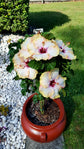 Hibiscus Big KahunaTree - Live Plant in a 3 Gallon Pot - Standard - Hibiscus Rosa &