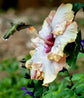 Hibiscus Big KahunaTree - Live Plant in a 3 Gallon Pot - Standard - Hibiscus Rosa &