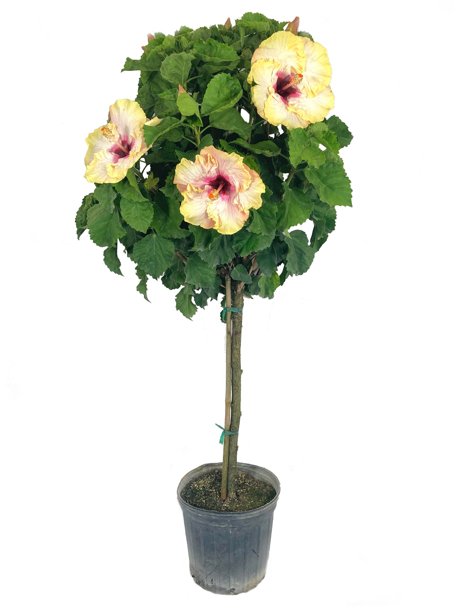 hibiscus plant pot Hibiscus Big KahunaTree - Live Plant in a 3 Gallon Pot - Standard