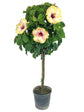 Hibiscus Big KahunaTree - Live Plant in a 3 Gallon Pot - Standard - Hibiscus Rosa &