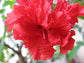Hibiscus Red Tree - Live Plant in a 3 Gallon Pot - Hibiscus Rosa Sinensis &