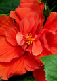 Hibiscus Red Tree - Live Plant in a 3 Gallon Pot - Hibiscus Rosa Sinensis &