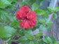 Hibiscus Red Tree - Live Plant in a 3 Gallon Pot - Hibiscus Rosa Sinensis &