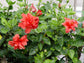 Hibiscus Red Tree - Live Plant in a 3 Gallon Pot - Hibiscus Rosa Sinensis &