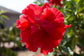Hibiscus Red Tree - Live Plant in a 3 Gallon Pot - Hibiscus Rosa Sinensis &