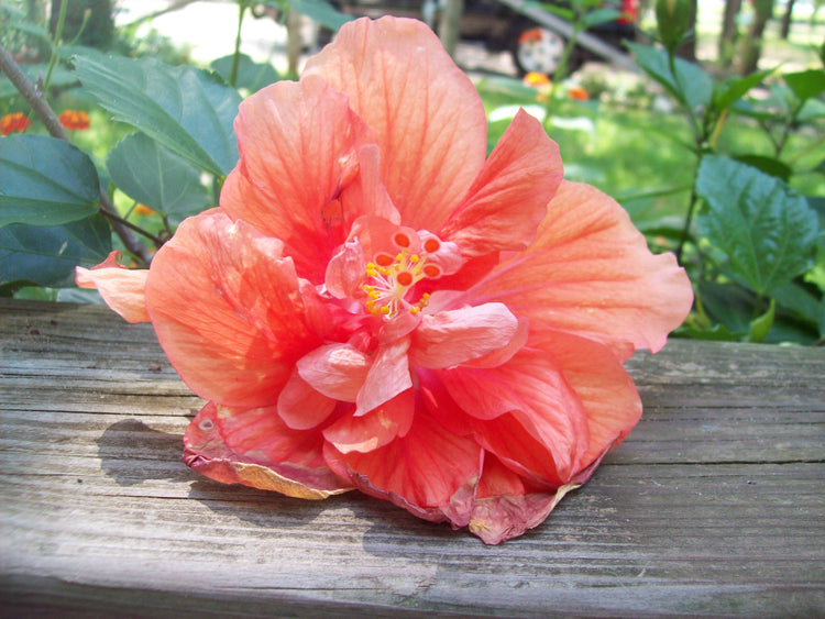 dwarf double flower hibiscus potted plant Hibiscus Double Peach Bush - Live Plant in a 6 Inch Pot