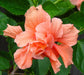 Hibiscus Double Peach Bush - Live Plant in a 6 Inch Pot - Hibiscus Rosa Sinensis &