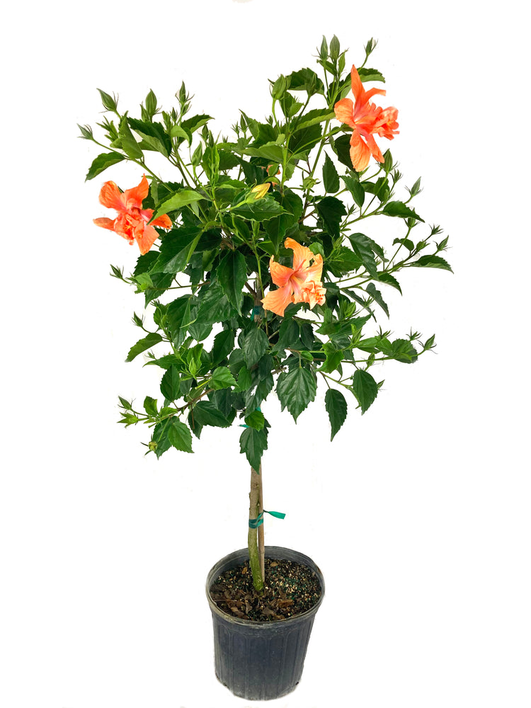 hibiscus potted plant arrangement Hibiscus Double Peach Tree - Live Plant in a 3 Gallon Pot