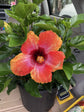 Hibiscus Fiesta Tree - Live Plant in a 3 Gallon Pot - Standard - Hibiscus Rosa Sinensis &