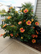 Hibiscus Fiesta Tree - Live Plant in a 3 Gallon Pot - Standard - Hibiscus Rosa Sinensis &