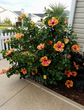 Hibiscus Fiesta - Live Plant in a 3 Gallon Pot - Hibiscus Rosa Sinensis &