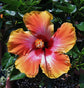 Hibiscus Fiesta Tree - Live Plant in a 3 Gallon Pot - Standard - Hibiscus Rosa Sinensis &