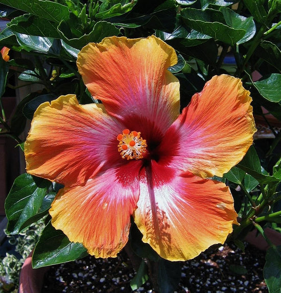 Hibiscus Fiesta - Live Plant in a 3 Gallon Pot - Hibiscus Rosa Sinensis &