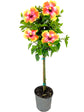 Hibiscus Fiesta Tree - Live Plant in a 3 Gallon Pot - Standard - Hibiscus Rosa Sinensis &