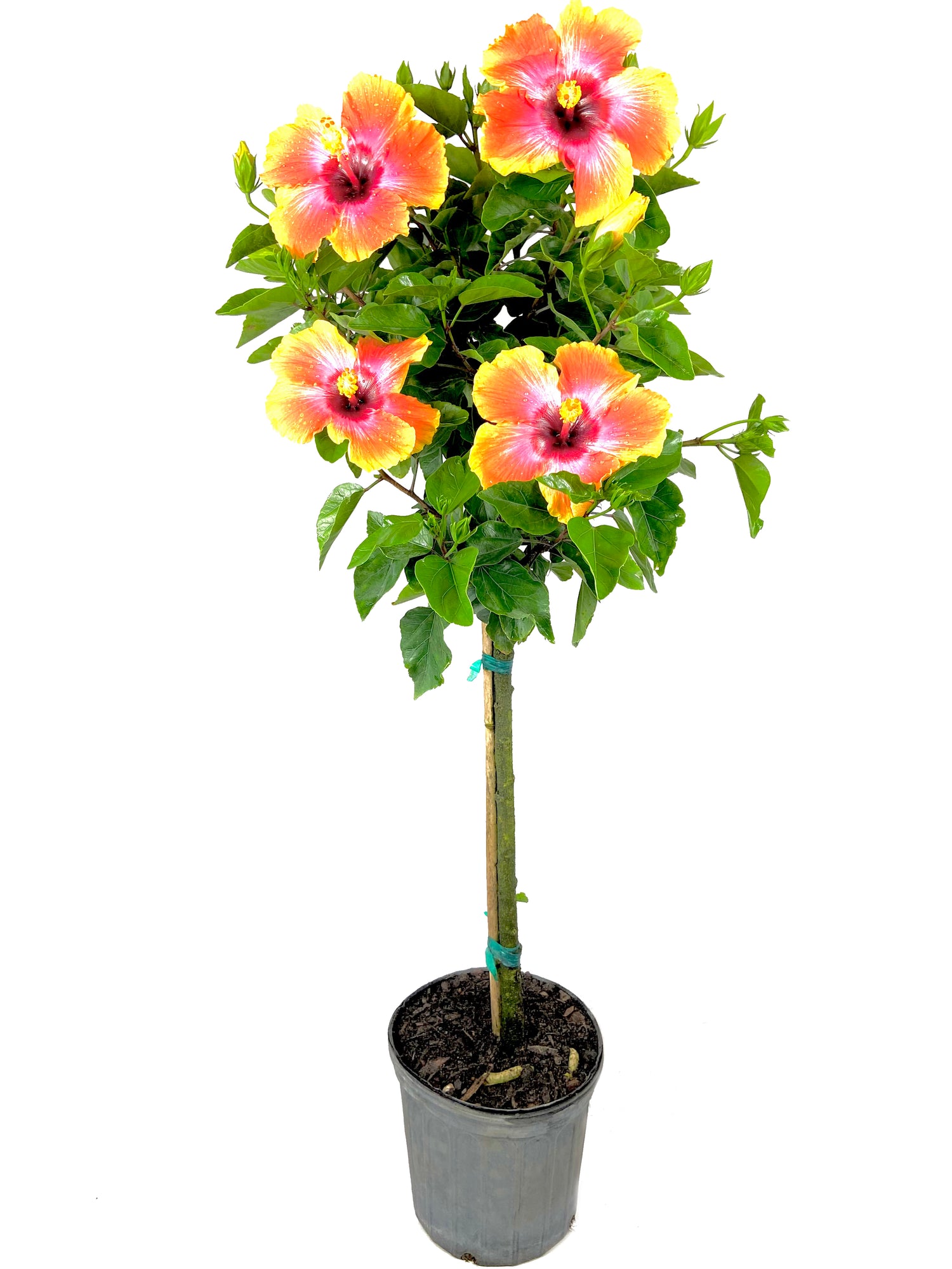 planting a hibiscus tree in a pot Hibiscus Fiesta Tree - Live Plant in a 3 Gallon Pot - Standard
