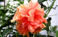 Hibiscus Jane Cowl - Live Plant in a 3 Gallon Pot - Hibiscus Rosa Sinensis &