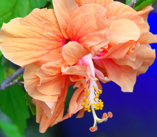 Hibiscus Jane Cowl - Live Plant in a 3 Gallon Pot - Hibiscus Rosa Sinensis &