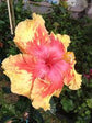 Hibiscus Moonwalk Tree - Live Plant in a 3 Gallon Pot - Standard - Hibiscus Rosa &