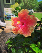 Hibiscus Moonwalk Tree - Live Plant in a 3 Gallon Pot - Standard - Hibiscus Rosa &