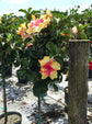 Hibiscus Moonwalk Tree - Live Plant in a 3 Gallon Pot - Standard - Hibiscus Rosa &