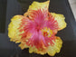 Hibiscus Moonwalk Tree - Live Plant in a 3 Gallon Pot - Standard - Hibiscus Rosa &