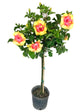 Hibiscus Moonwalk Tree - Live Plant in a 3 Gallon Pot - Standard - Hibiscus Rosa &