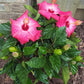Hibiscus Painted Lady - Live Plant in a 3 Gallon Pot - Hibiscus Rosa Sinensis &