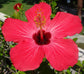 Hibiscus Painted Lady - Live Plant in a 3 Gallon Pot - Hibiscus Rosa Sinensis &