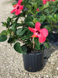 Hibiscus Painted Lady - Live Plant in a 3 Gallon Pot - Hibiscus Rosa Sinensis &