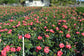 Hibiscus Painted Lady - Live Plant in a 3 Gallon Pot - Hibiscus Rosa Sinensis &
