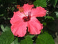 Hibiscus Painted Lady - Live Plant in a 3 Gallon Pot - Hibiscus Rosa Sinensis &