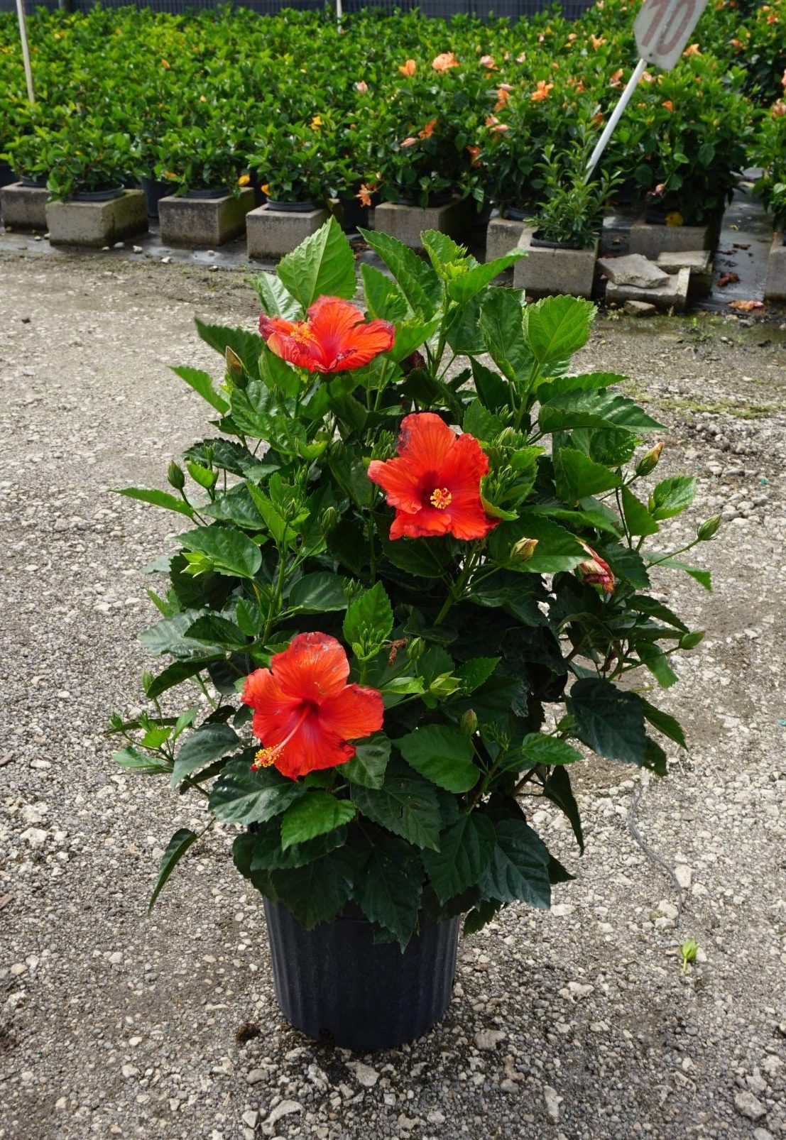 hibiscus plant in pot Hibiscus President Red - Live Plant in a 3 Gallon Pot