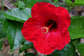 Hibiscus President Red - Live Plant in a 3 Gallon Pot - Hibiscus Rosa Sinensis &