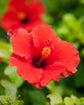 Hibiscus Red Bush - Live Plant in a 6 Inch Pot - Hibiscus Rosa Sinensis &