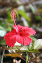 Hibiscus Red Bush - Live Plant in a 6 Inch Pot - Hibiscus Rosa Sinensis &