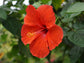 Hibiscus Red Bush - Live Plant in a 6 Inch Pot - Hibiscus Rosa Sinensis &