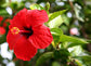 Hibiscus Red Bush - Live Plant in a 6 Inch Pot - Hibiscus Rosa Sinensis &