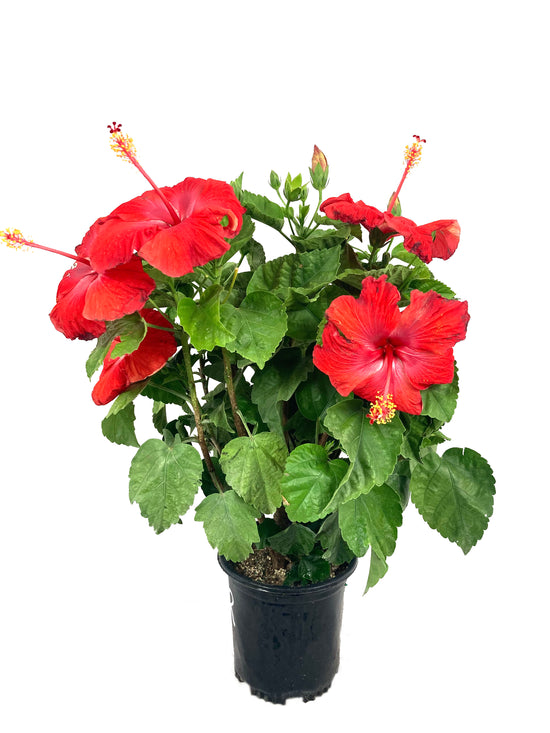 Hibiscus Red Bush - Live Plant in a 6 Inch Pot - Hibiscus Rosa Sinensis &