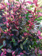 Hibiscus Red Hot - Live Plant in a 3 Gallon Pot - Hibiscus Rosa Sinensis &