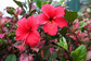 Hibiscus Red Hot - Live Plant in a 3 Gallon Pot - Hibiscus Rosa Sinensis &