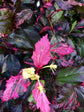 Hibiscus Red Hot - Live Plant in a 3 Gallon Pot - Hibiscus Rosa Sinensis &