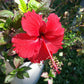 Hibiscus Red Hot - Live Plant in a 3 Gallon Pot - Hibiscus Rosa Sinensis &