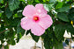 Hibiscus Seminole Pink - Live Plant in a 3 Gallon Pot - Hibiscus Rosa Sinensis &