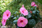 Hibiscus Seminole Pink - Live Plant in a 3 Gallon Pot - Hibiscus Rosa Sinensis &