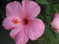 Hibiscus Seminole Pink - Live Plant in a 3 Gallon Pot - Hibiscus Rosa Sinensis &