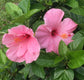 Hibiscus Seminole Pink - Live Plant in a 3 Gallon Pot - Hibiscus Rosa Sinensis &